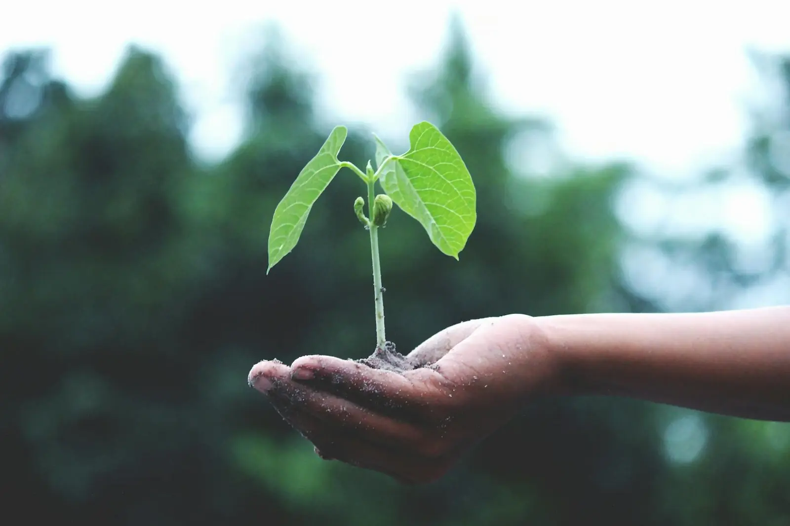 A hand holding a young seedling with green leaves, symbolizing growth and environmental stewardship