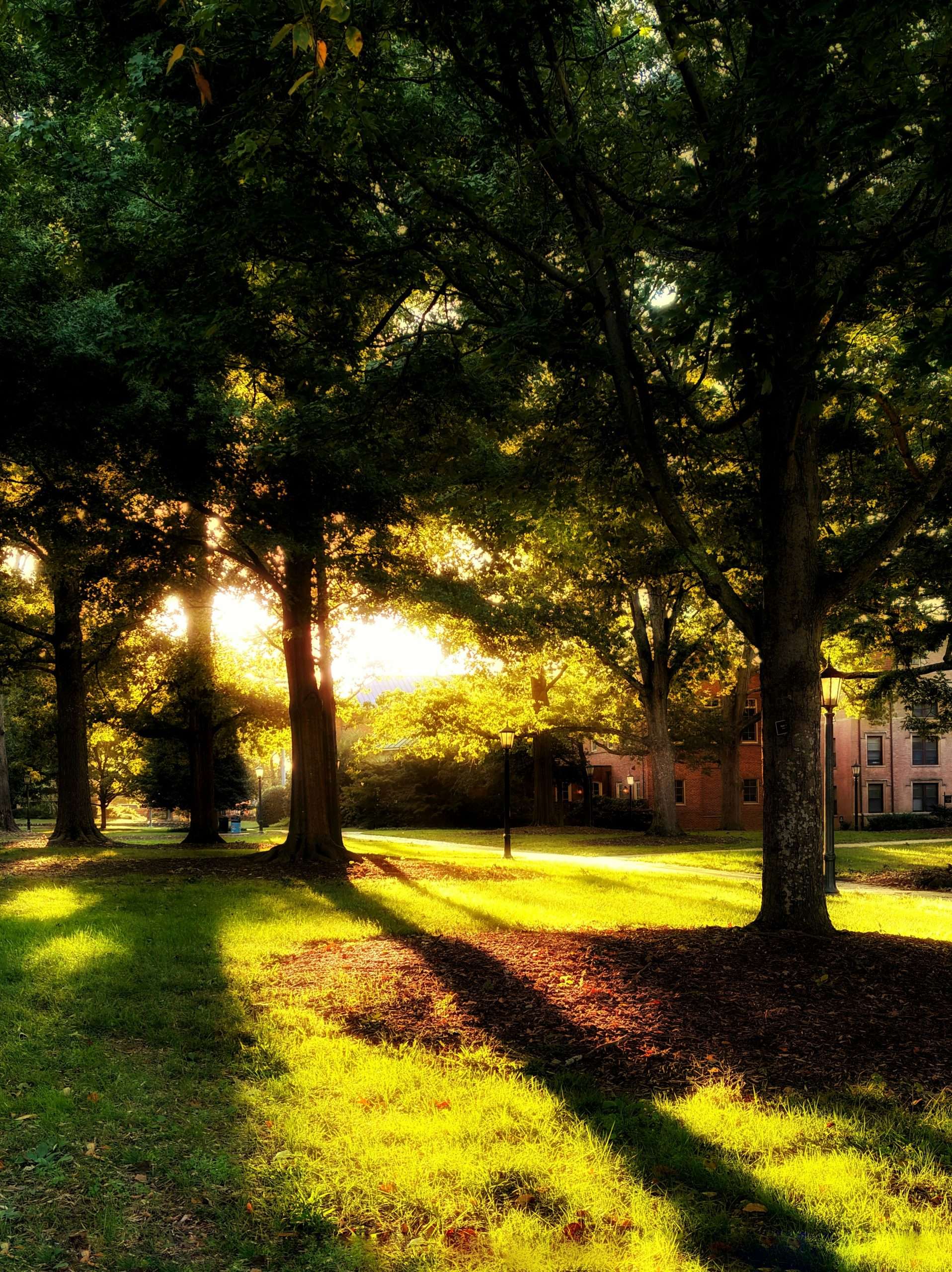 hisham-hanif-96OkRRFKWkI-unsplash A grassy field with trees in the background and a wooden bench
